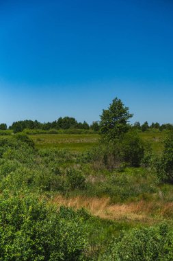Çalılar ve küçük ağaçlar periyodik olarak suyla dolup taşar.