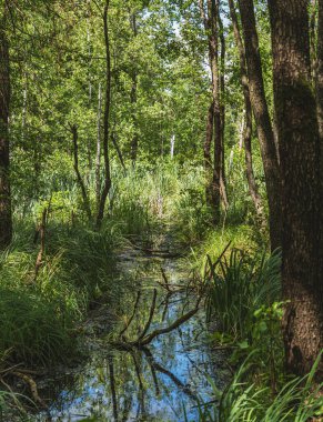 Ormandan akan bir nehrin doğal manzarası.