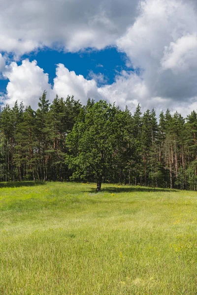 Ormanın kenarında rüzgarda sallanan uzun otların olduğu doğal bir manzara.