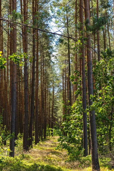 Polonya 'da çam ormanı olan doğal manzara