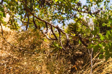 Çimento adasında yetişen keçiboynuzu adı verilen her zaman yemyeşil ağaç.