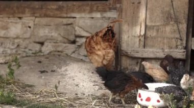 küçük tavuk bir arka bahçe yürüme