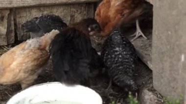 küçük tavuk bir arka bahçe yürüme