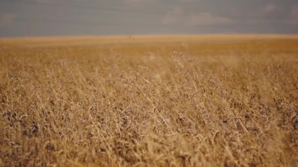 Поля полны пшеницы — стоковое видео