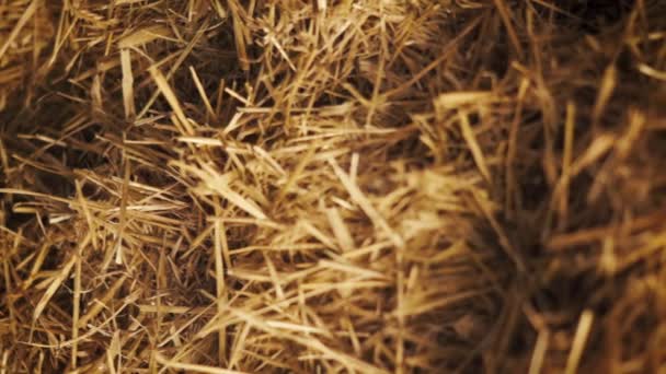 Dolly shot of a pile of straw — Stock Video