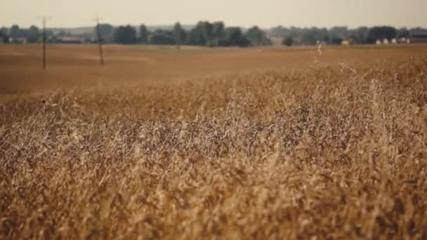 Campo cheio de trigo — Vídeo de Stock