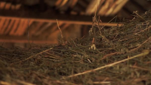 Pile de paille à l'intérieur d'une grange sombre — Video