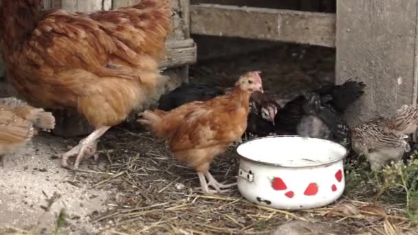 Little chickens walking on a backyard — Stock Video