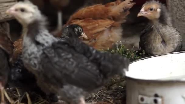 Petits poulets picorant quelques plantes en plein air — Video
