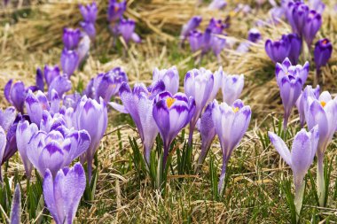Baharda Yeşil Çayırdaki Crocus