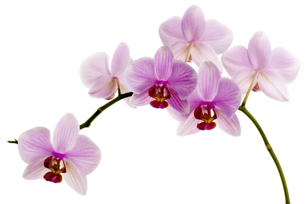 Pink orchid isolated on white background — Stock Photo, Image