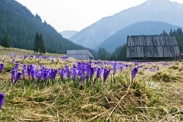 Crocus em um prado verde na primavera — Fotografia de Stock