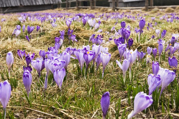 春の草原のクロッカス — ストック写真