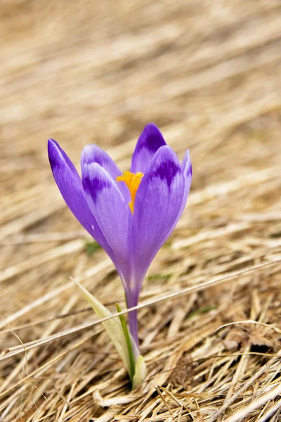 Самотній крук на мокрому весняному лузі — стокове фото