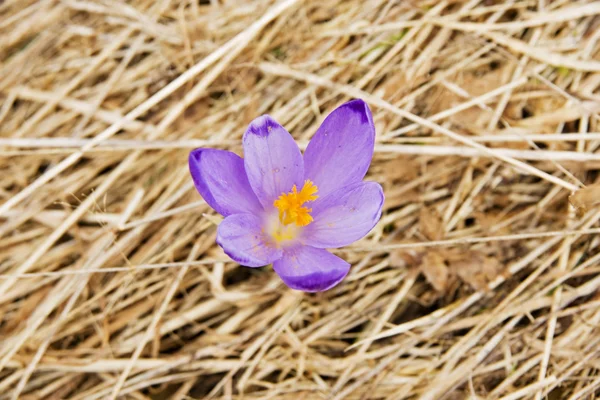 Lonely crocus on a wet spring meadow — Stock Photo, Image