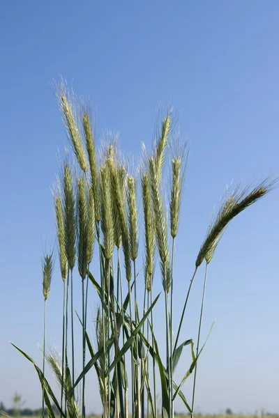 Öronen på närbild gräs, på en bakgrund av blå himmel — Stockfoto