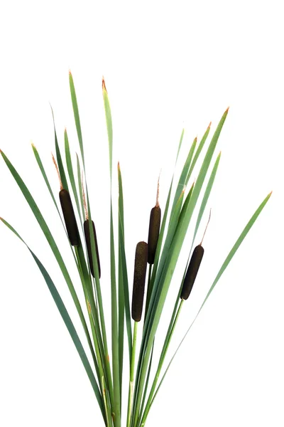 Water cattails on a white background isolated — Stock Photo, Image