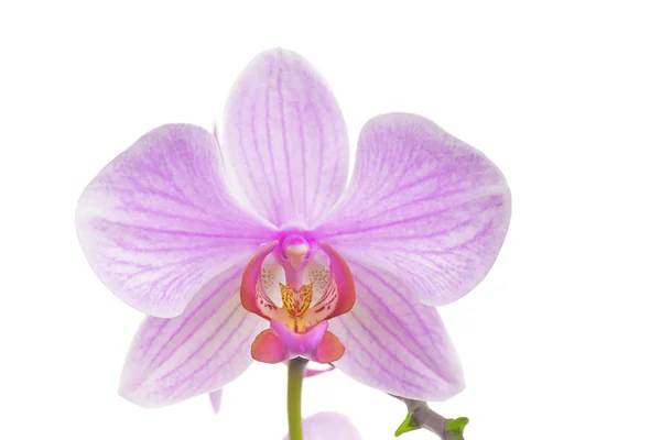 Розовая орхидея на белом фоне — стоковое фото