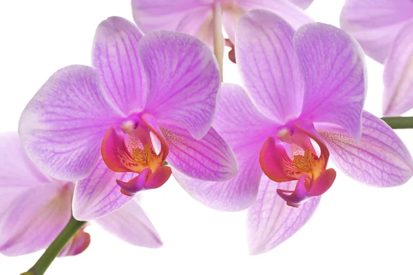 Roze orchidee geïsoleerd op witte achtergrond — Stockfoto