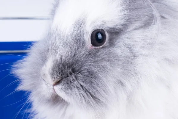 White angora bunny — Stock Photo, Image