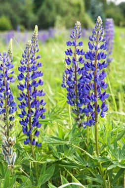 acı bakla çiçekler (cins lupinus)