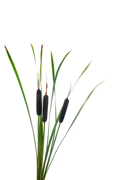 Water cattails op een witte achtergrond geïsoleerd — Stockfoto