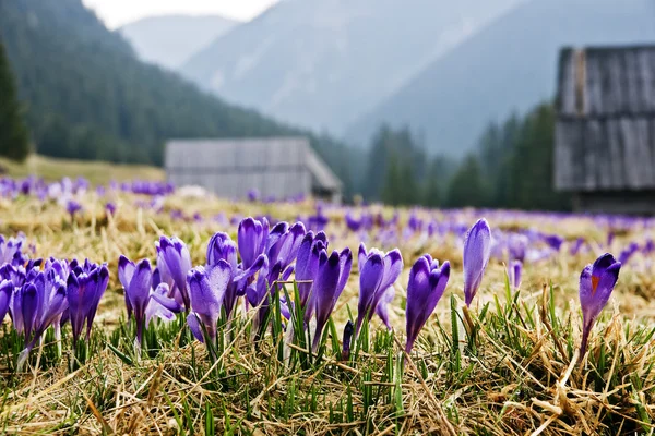 Crocus em um prado em primavera — Fotografia de Stock