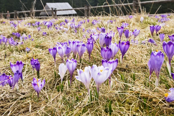 Crocus on a meadow in spring — Stock Photo, Image