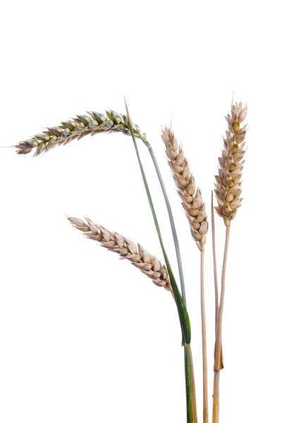 Orelhas maduras de trigo sobre um fundo branco — Fotografia de Stock