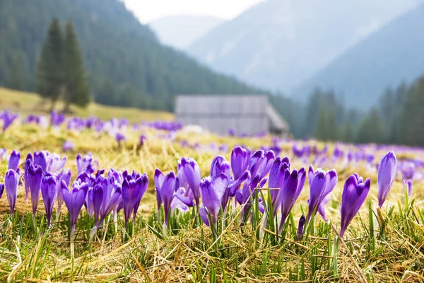 Crocus na zelené louce na jaře — Stock fotografie