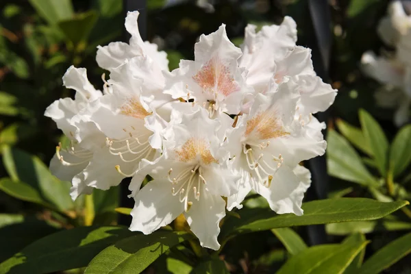 Bright pink rhododendron on the bush — Stock Photo, Image