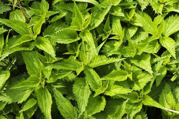 Wild brandnetels groeien in de lente — Stockfoto