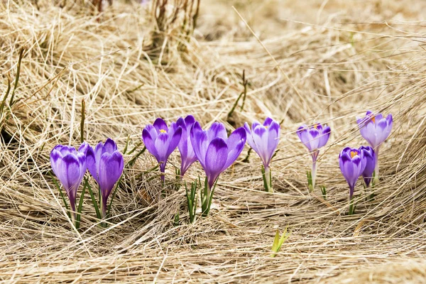 春の草原のクロッカス — ストック写真