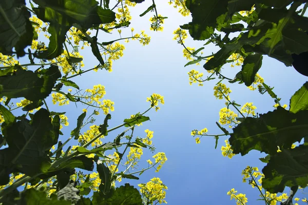 A look from the bottom to the blooming rape — Stock Photo, Image