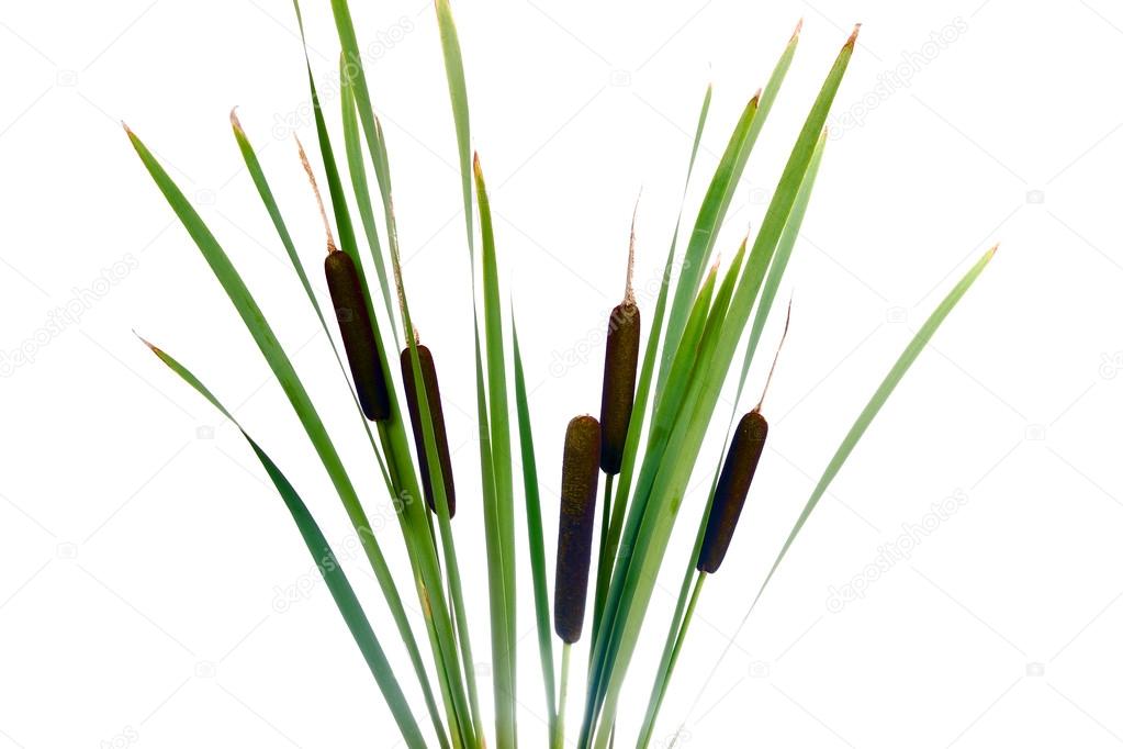 Water cattails on a white background isolated