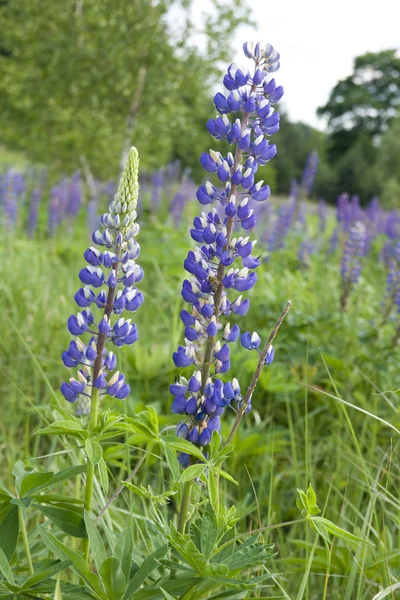 Lupin flowers (genus Lupinus) — Stock Photo, Image