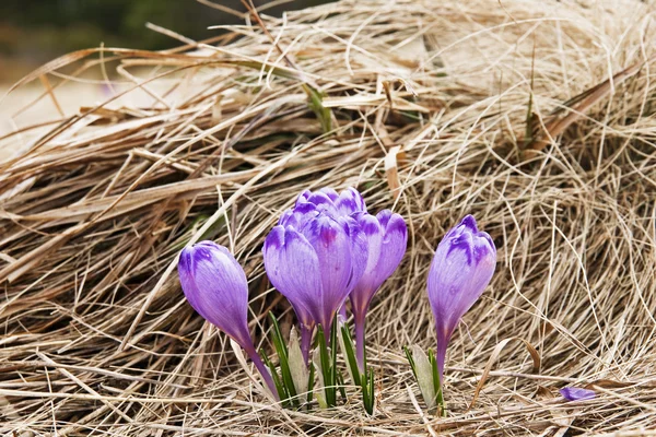 Crocus on a green meadow in spring — Stock Photo, Image