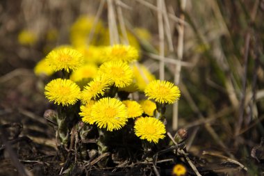 Coltsfoot, ilk bahar sarı çiçek