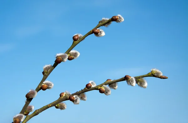 아름 다운 봄 catkins 푸른 하늘 배경 — 스톡 사진