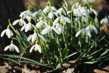 Güzel bahar çiçekleri kardelen, Galanthus nivalis