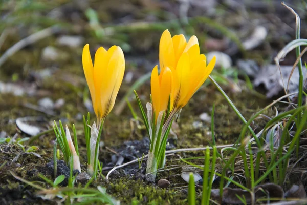 春の牧草地に黄色のクロッカスをクローズ アップ — ストック写真