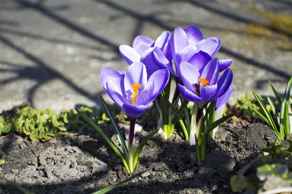 Purple crocuses in spring garden — Stock Photo, Image