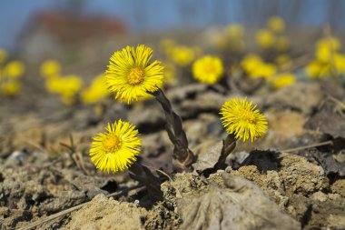Coltsfoot, ilk bahar sarı çiçek