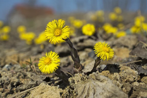 Coltsfoot, a primeira primavera flores amarelas — Fotografia de Stock