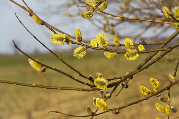 Branches de chatons jaunes en fleurs . — Photo