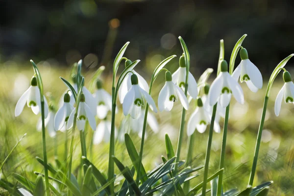 Beautiful spring flowers snowdrops, — Stock Photo, Image