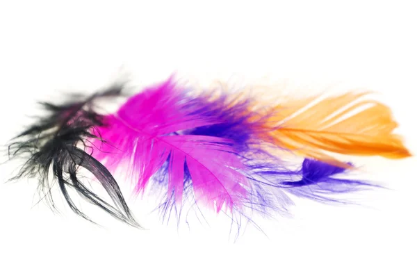 Colorful bird feathers on a white background close-ups — Stock Photo, Image