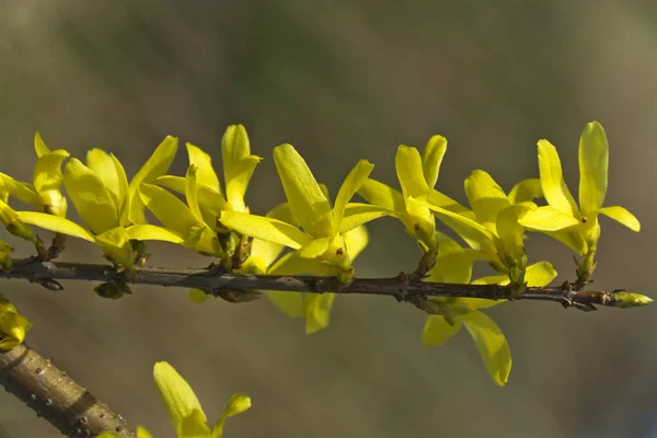 Forsythia, un beau buisson printanier aux fleurs jaunes Photo De Stock