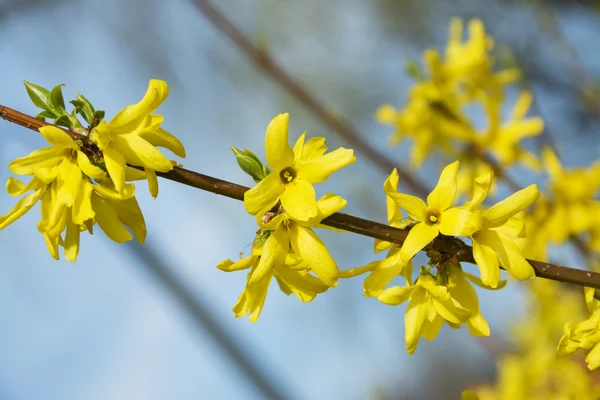 Forsythie, ein schöner Frühlingsstrauch mit gelben Blüten Stockbild