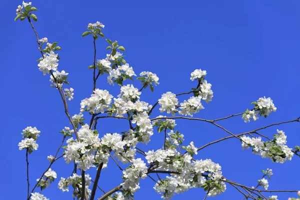 꽃 나무 봄 — 스톡 사진